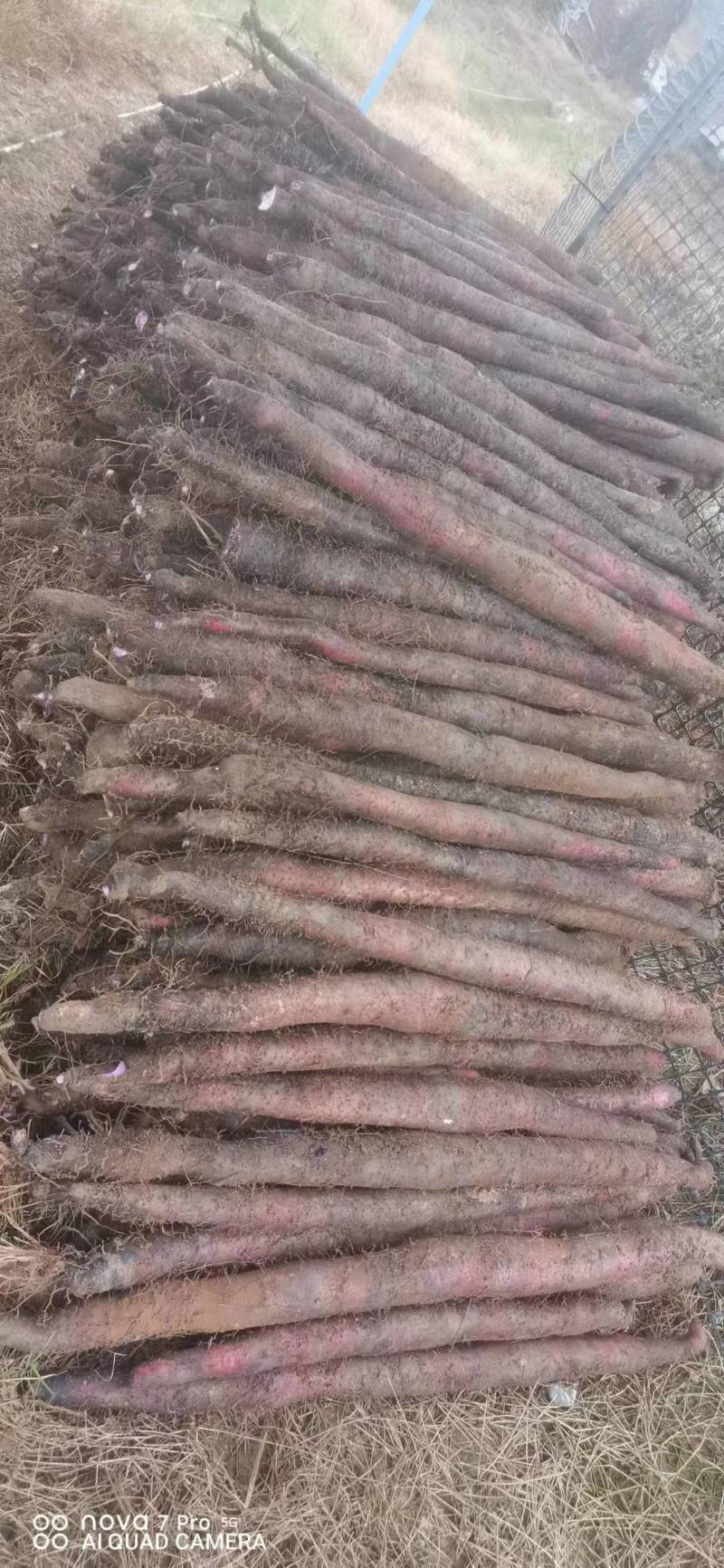 广西山药紫玉淮山药自家种植基地现挖现发可视频看货
