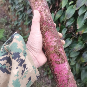广西紫山药紫玉淮山药一手货源对接电商市场商超