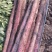 广西紫山药紫玉淮山药一手货源对接电商市场商超