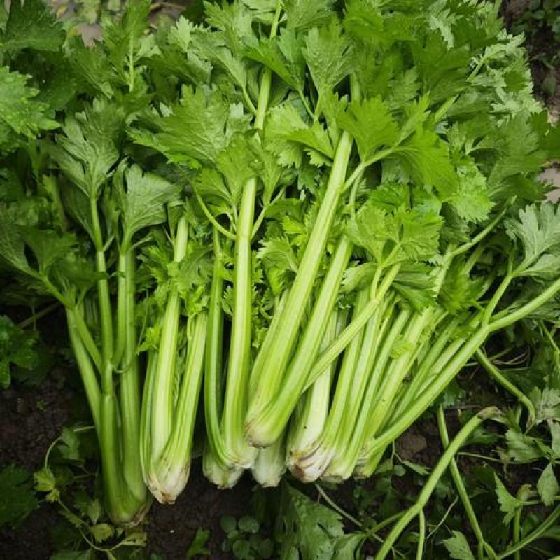 安徽本地精品芹菜/小香芹/量大从优/产地直发/一手货源