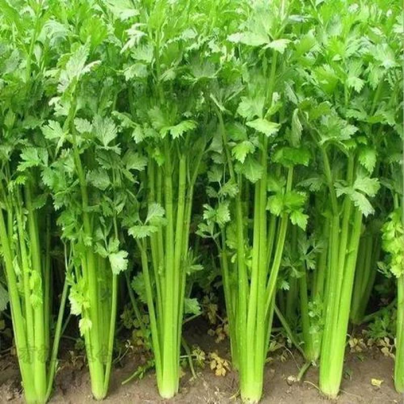 安徽本地精品芹菜/小香芹/量大从优/产地直发/一手货源