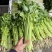安徽本地精品芹菜/小香芹/量大从优/产地直发/一手货源