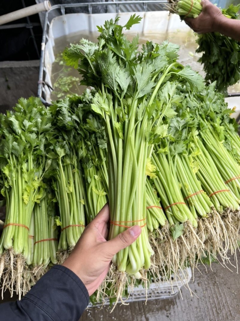 安徽本地精品芹菜/小香芹/量大从优/产地直发/一手货源