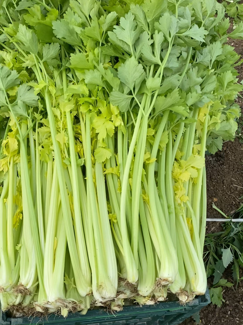 安徽本地精品芹菜/小香芹/量大从优/产地直发/一手货源