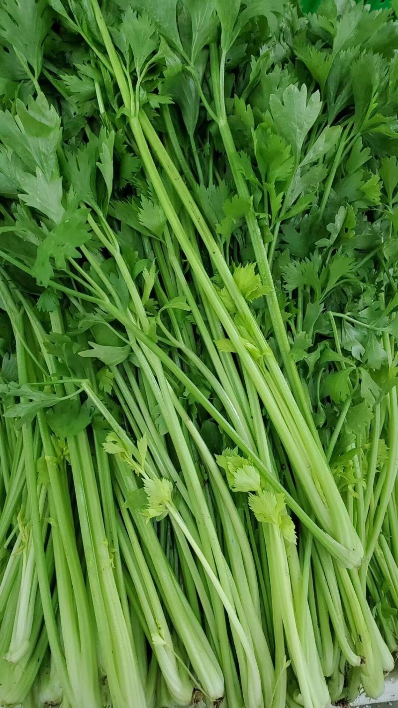 安徽本地精品芹菜/小香芹/量大从优/产地直发/一手货源