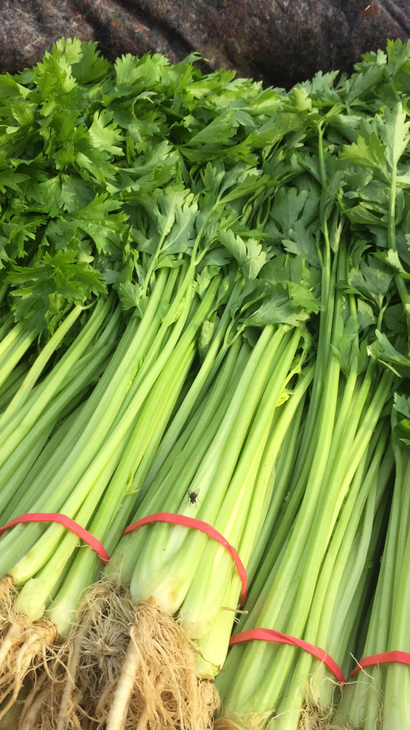 安徽本地精品芹菜/小香芹/量大从优/产地直发/一手货源