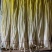 精品蒜黄粗细都有价格合理欢迎进店支持视频看货