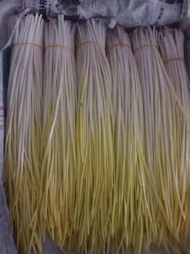 精品蒜黄粗细都有价格合理欢迎进店支持视频看货