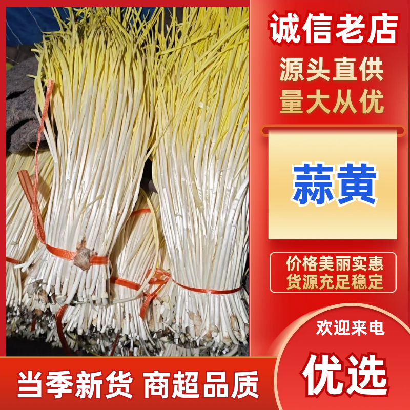 优选蒜黄精挑细选品质保证进店咨询供货量大