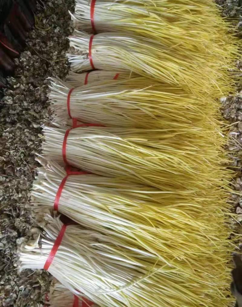 优选蒜黄精挑细选品质保证进店咨询供货量大
