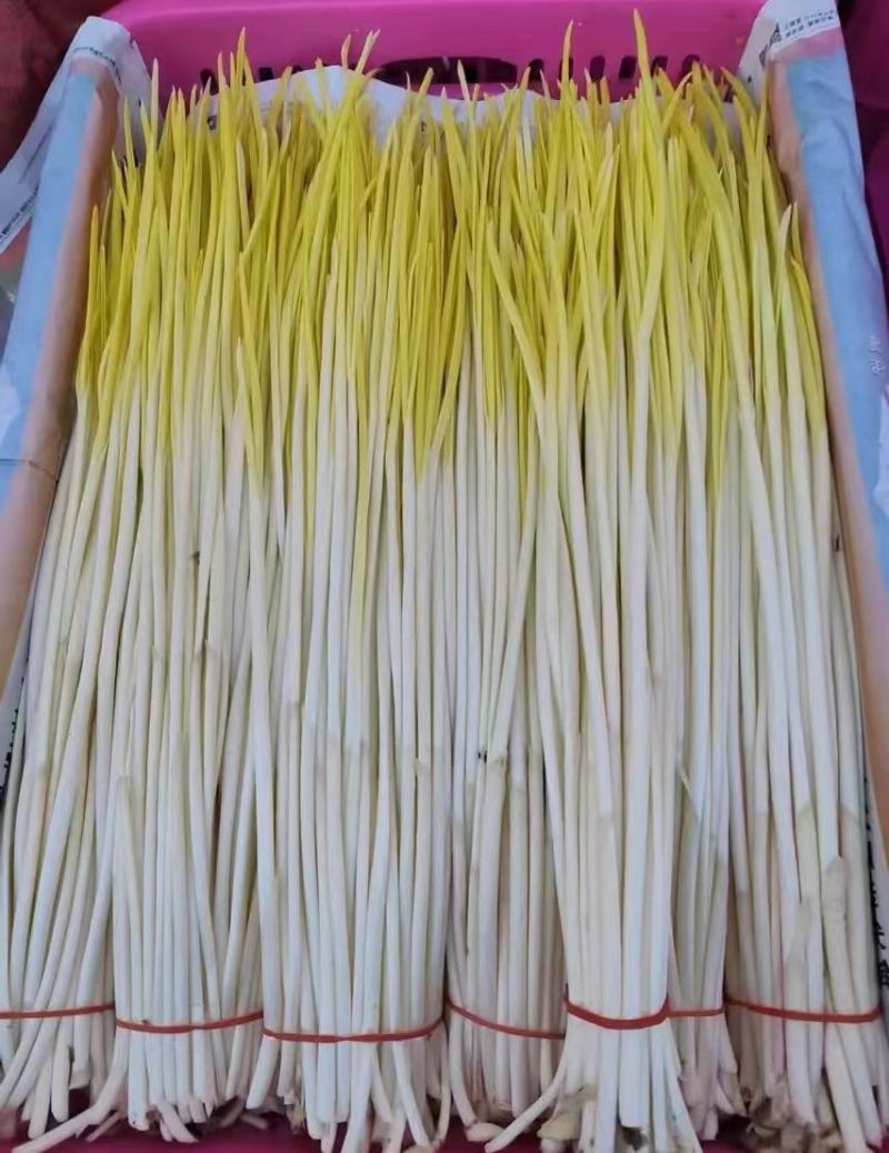 优选蒜黄精挑细选品质保证进店咨询供货量大