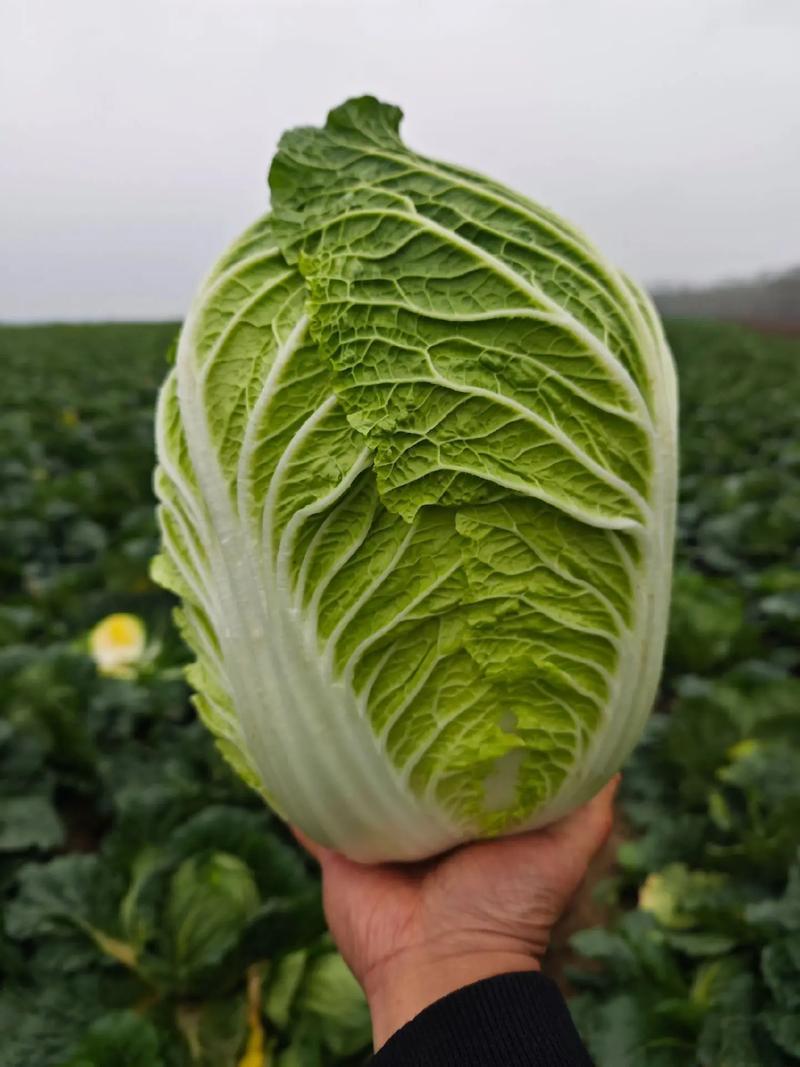 安徽本地精品黄心白菜/量大从优/产地直发/诚信经营