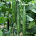 优选黄瓜蜜刺黄瓜基地直发产地量大协助装车