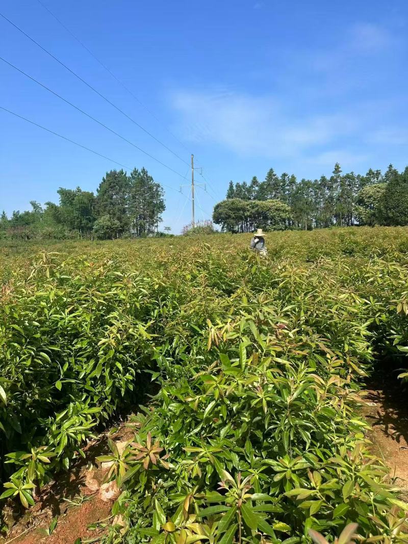 【实力推荐】奉新木荷苗地苗产地直发规格齐全可视频看货对