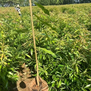 【实力推荐】奉新木荷苗地苗产地直发规格齐全可视频看货对