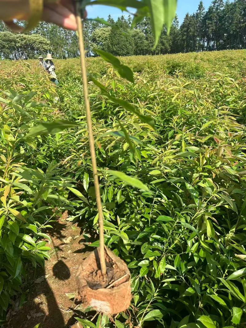 【实力推荐】奉新木荷苗地苗产地直发规格齐全可视频看货对