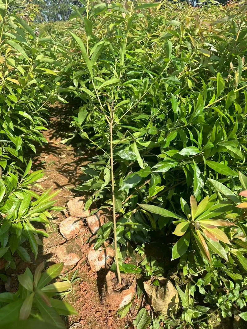 【实力推荐】奉新木荷苗地苗产地直发规格齐全可视频看货对