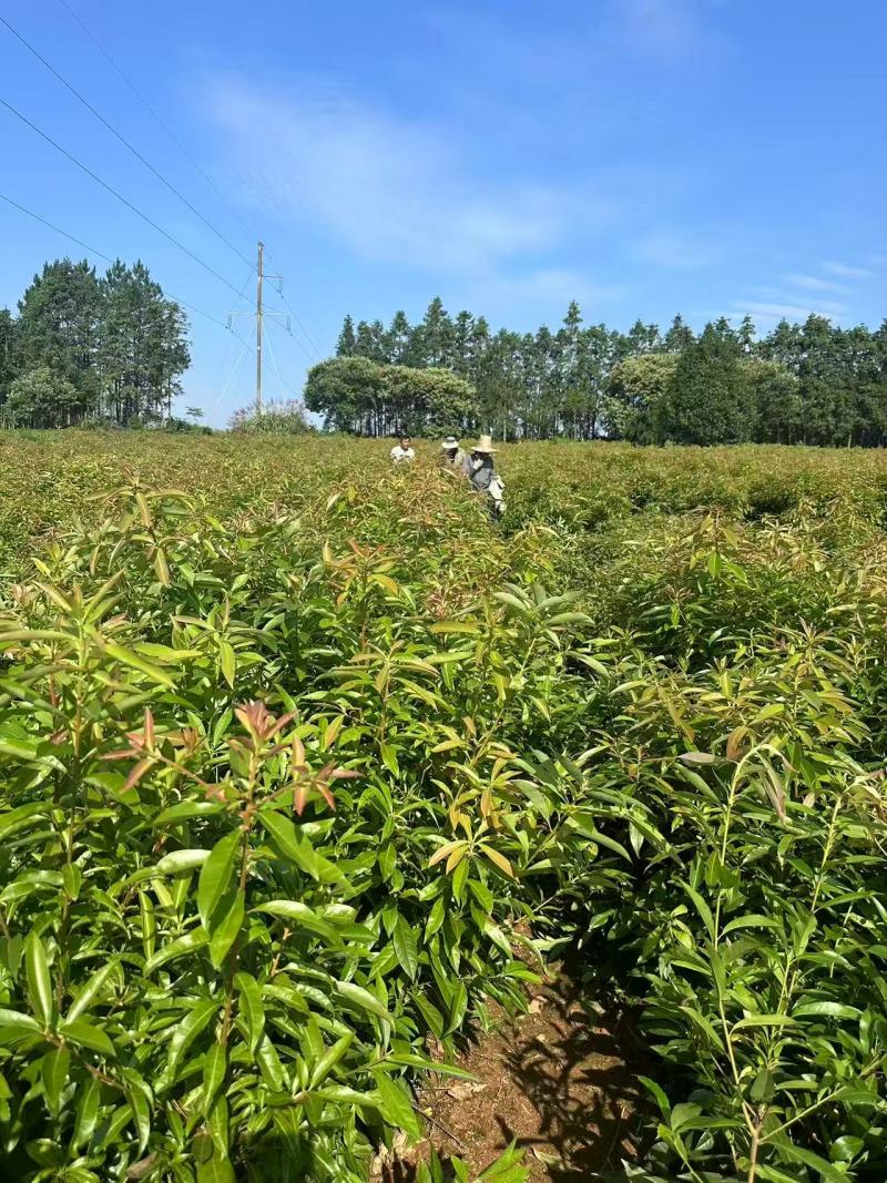 【实力推荐】奉新木荷苗地苗产地直发规格齐全可视频看货对