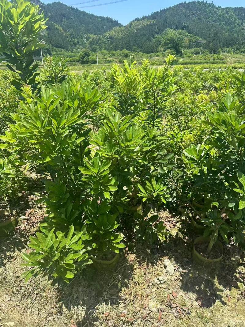 【实力推荐】奉新木荷苗地苗产地直发规格齐全可视频看货对