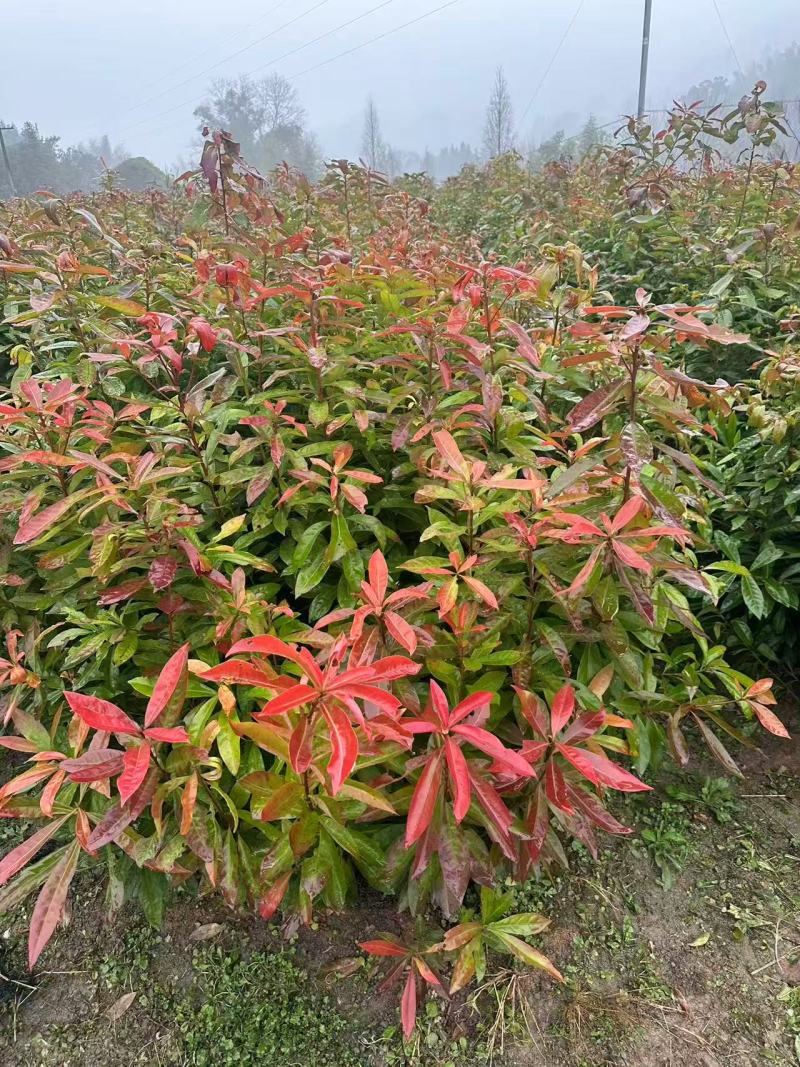 【实力推荐】奉新木荷苗地苗产地直发规格齐全可视频看货对