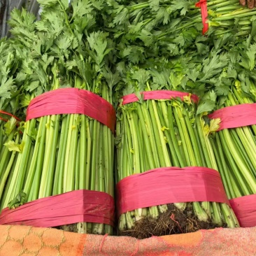 西芹精选供货量大人工精选供货量大价格合理进店联系
