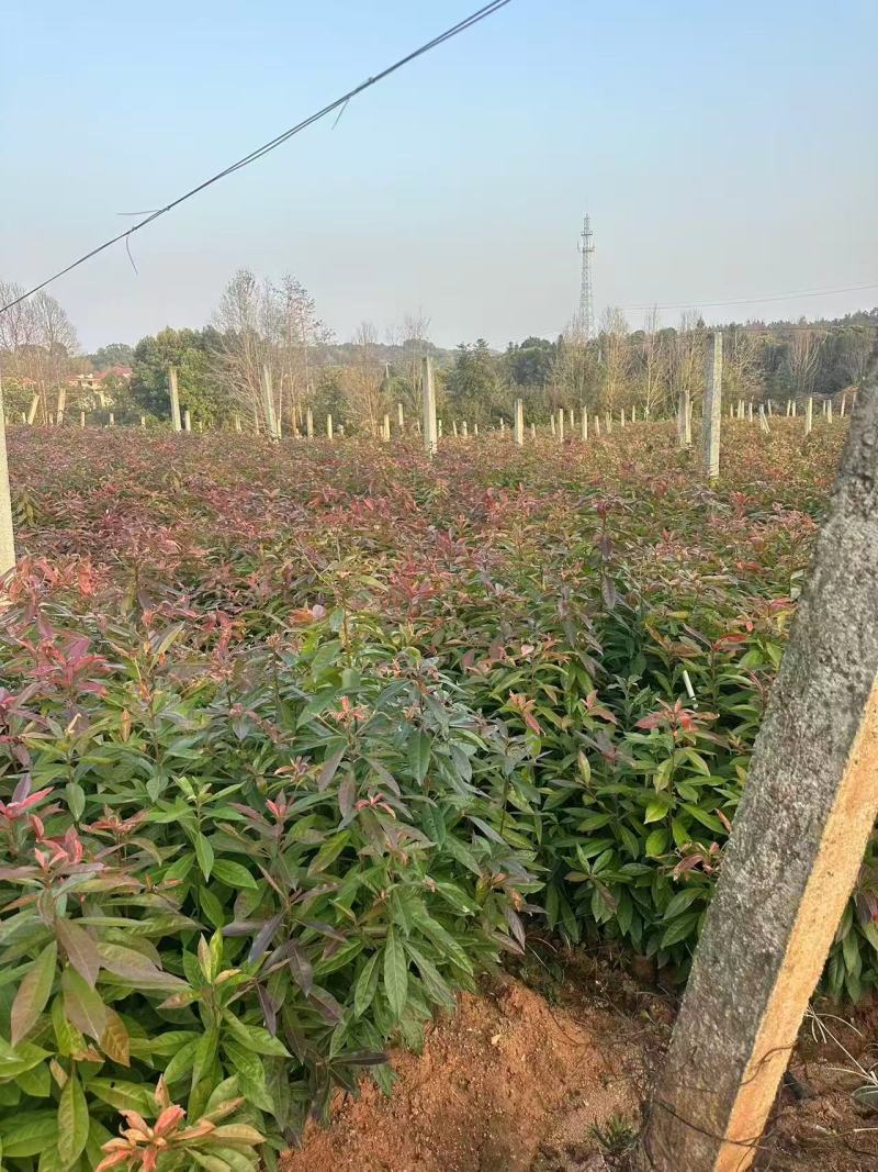 【实力推荐】奉新木荷苗地苗产地直发规格齐全可视频看货对