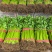 西芹精选供货量大人工精选供货量大价格合理进店联系