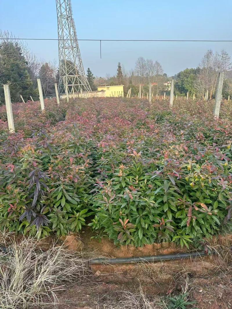 【实力推荐】奉新木荷苗地苗产地直发规格齐全可视频看货对