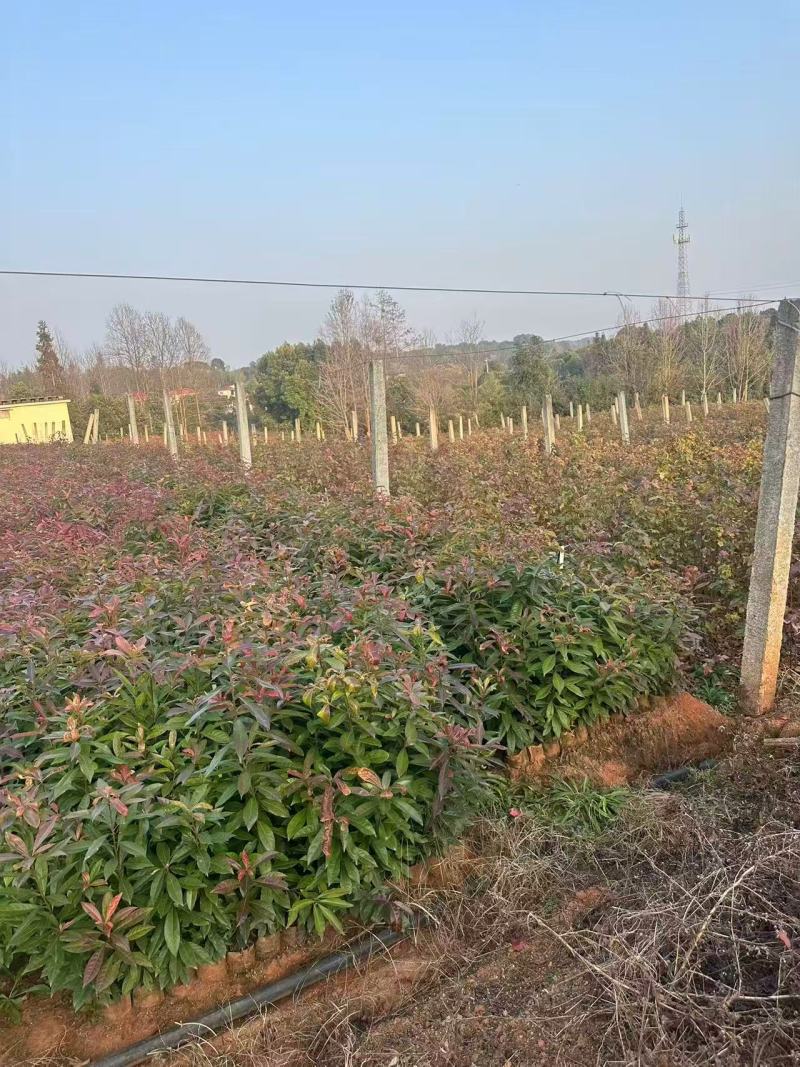 【实力推荐】奉新木荷苗地苗产地直发规格齐全可视频看货对