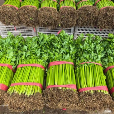 实力货源西芹香芹价格合理供货量大进店咨询全国对接
