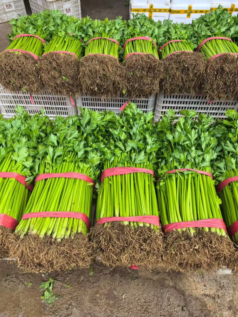 实力货源西芹香芹价格合理供货量大进店咨询全国对接
