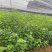 乌桕杯苗乌桕苗产地直发一手货源可对接全国客商视频看货