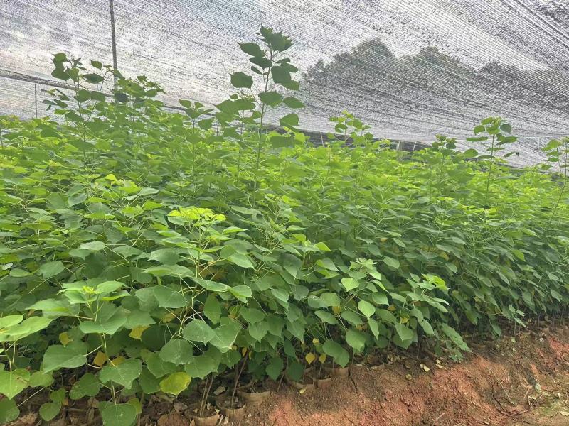 乌桕杯苗乌桕苗产地直发一手货源可对接全国客商视频看货