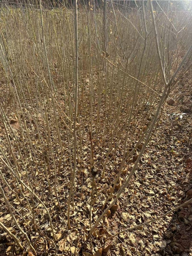 乌桕杯苗乌桕苗产地直发一手货源可对接全国客商视频看货