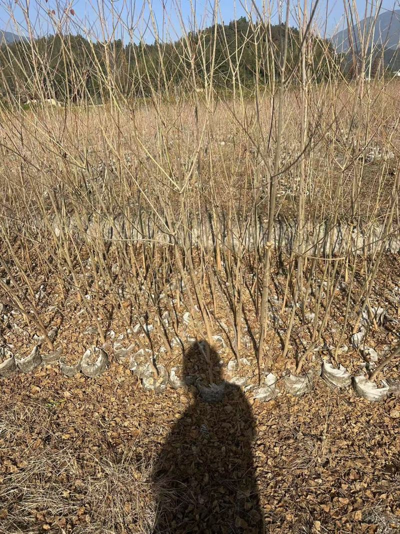 乌桕杯苗乌桕苗产地直发一手货源可对接全国客商视频看货