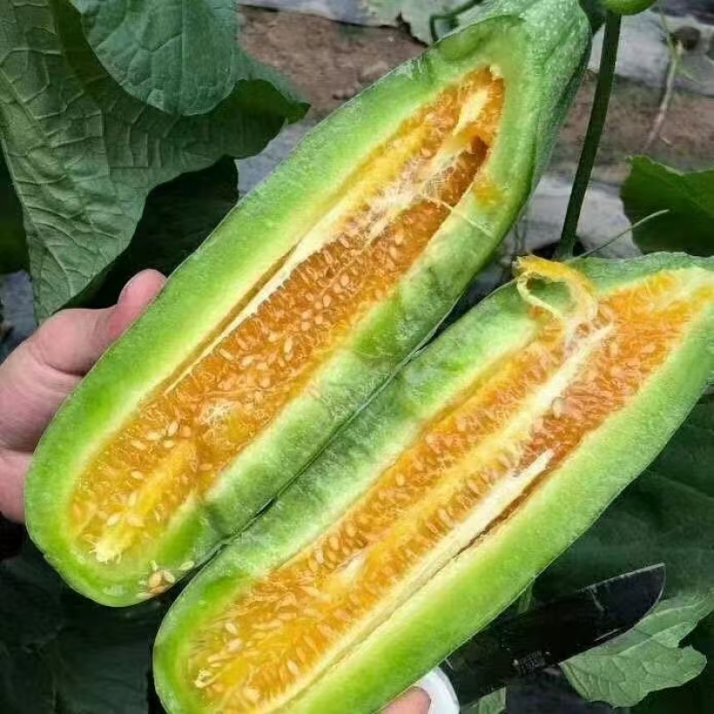 精品羊角蜜甜瓜供货量大价格合理源头直供对接全国