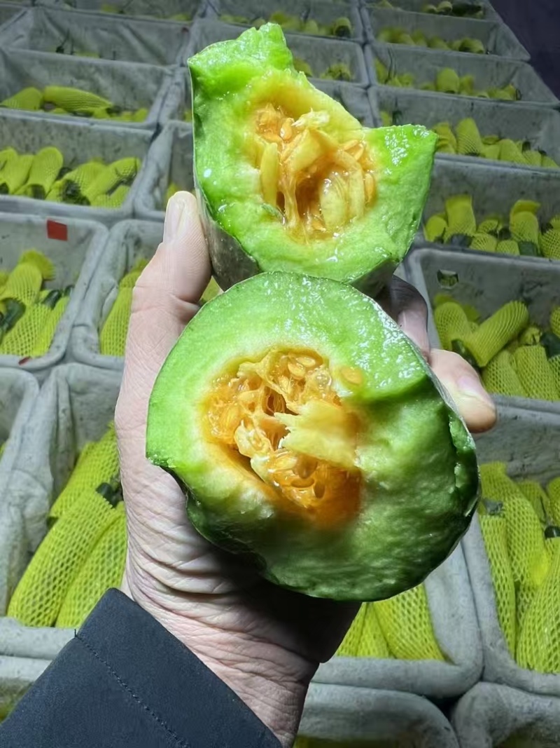 精品羊角蜜甜瓜供货量大价格合理源头直供对接全国