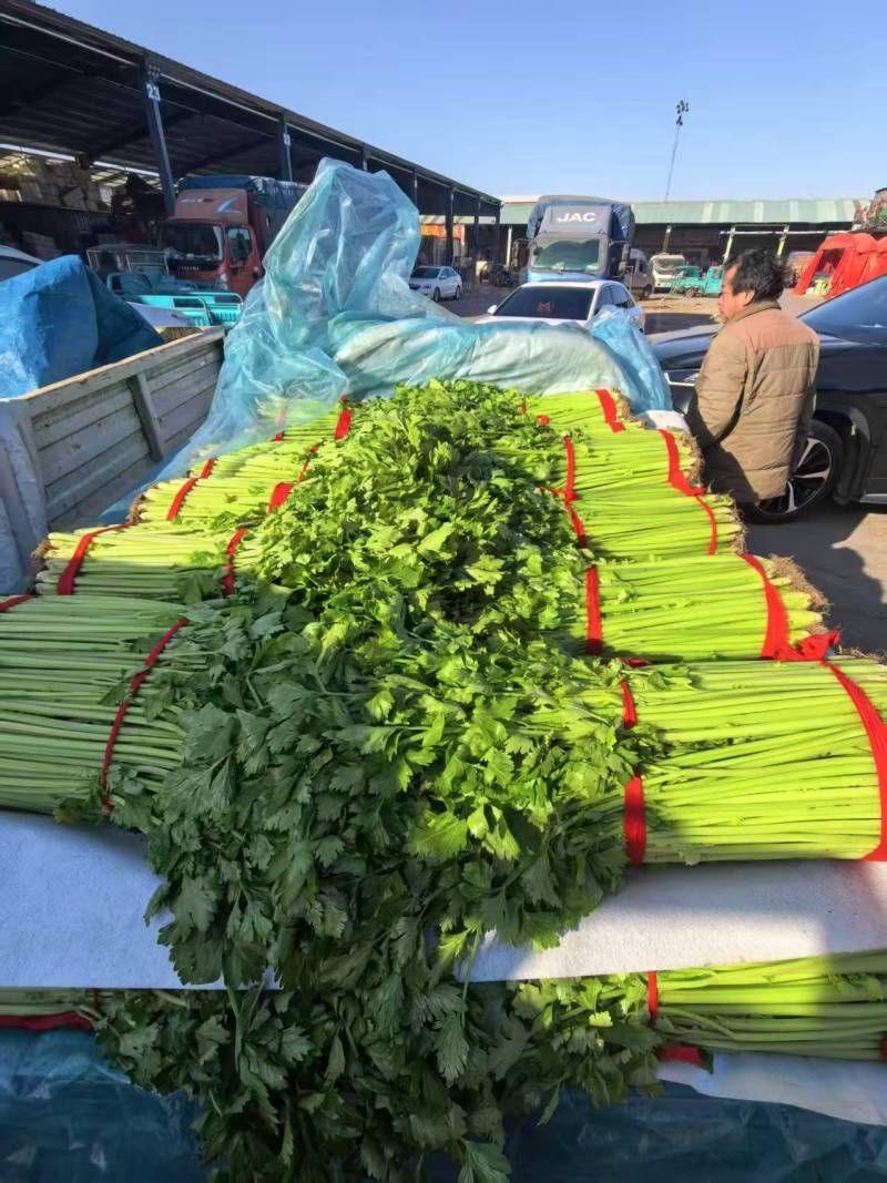 西芹精选供货量大人工精选供货量大价格合理进店联系
