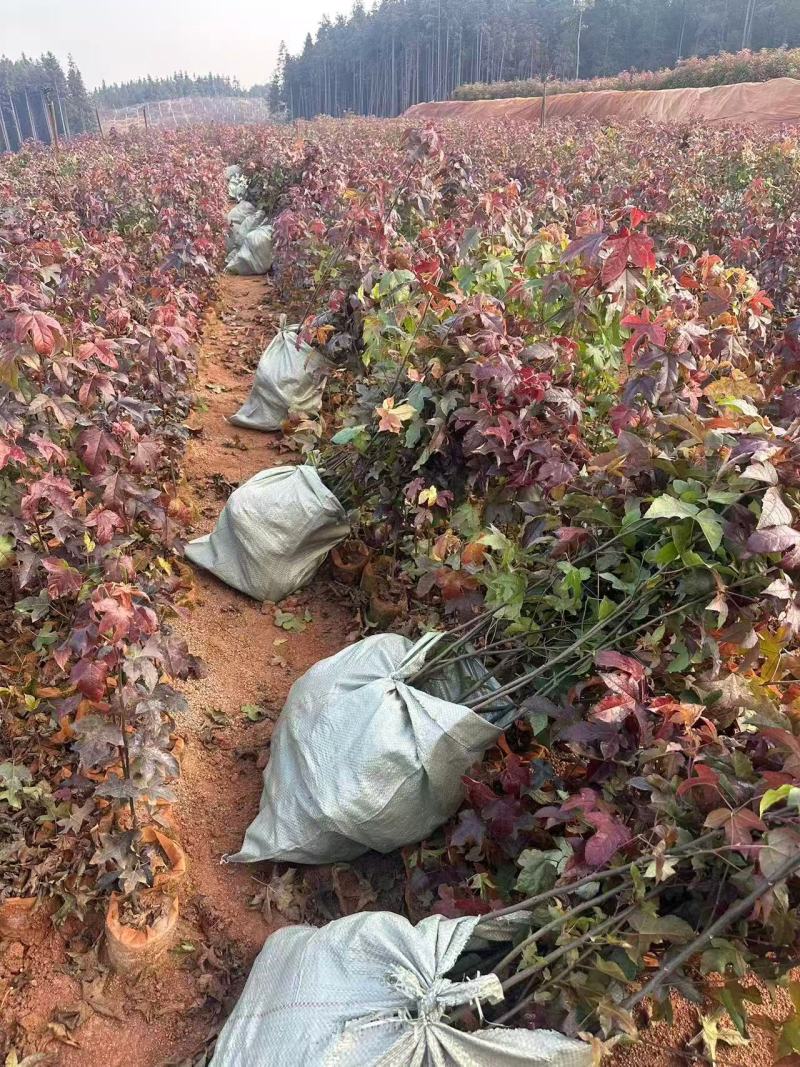 枫香苗枫香杯苗80高等品类齐全可对接全国市场客商看货