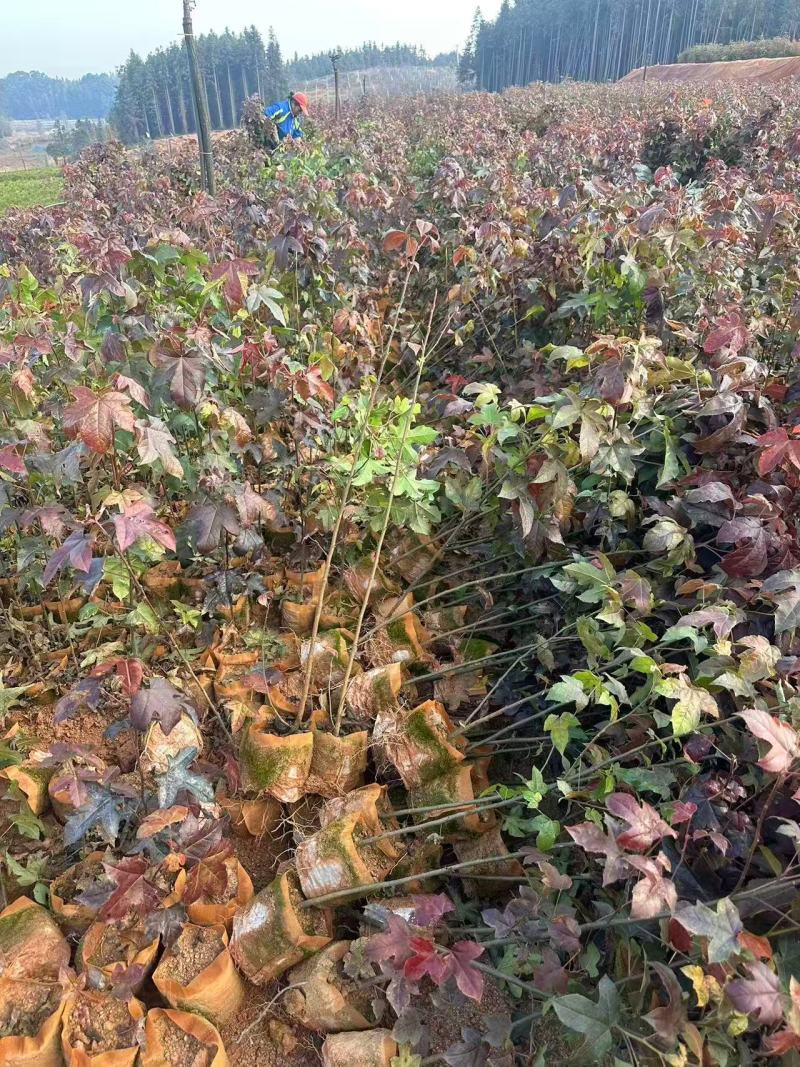 枫香苗枫香杯苗80高等品类齐全可对接全国市场客商看货