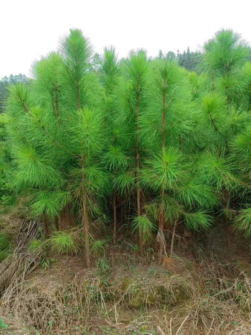 湿地松杯苗大杯苗现货供应规格齐全可视频看货对接全国客商