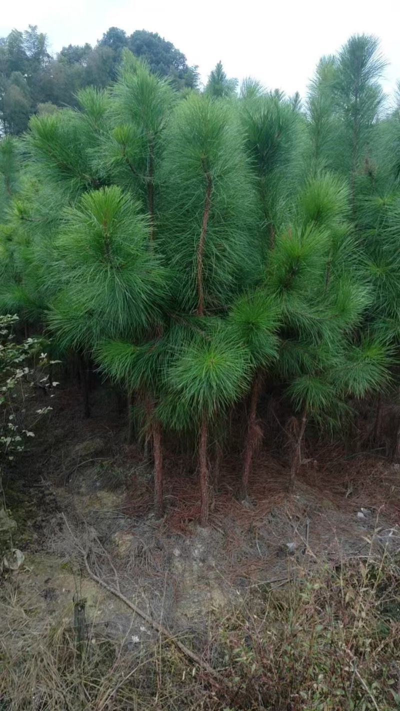 湿地松杯苗大杯苗现货供应规格齐全可视频看货对接全国客商