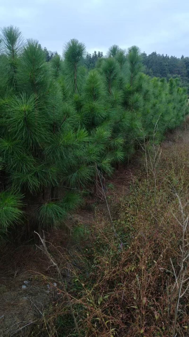 湿地松杯苗大杯苗现货供应规格齐全可视频看货对接全国客商