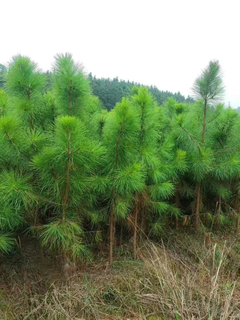 湿地松杯苗大杯苗现货供应规格齐全可视频看货对接全国客商