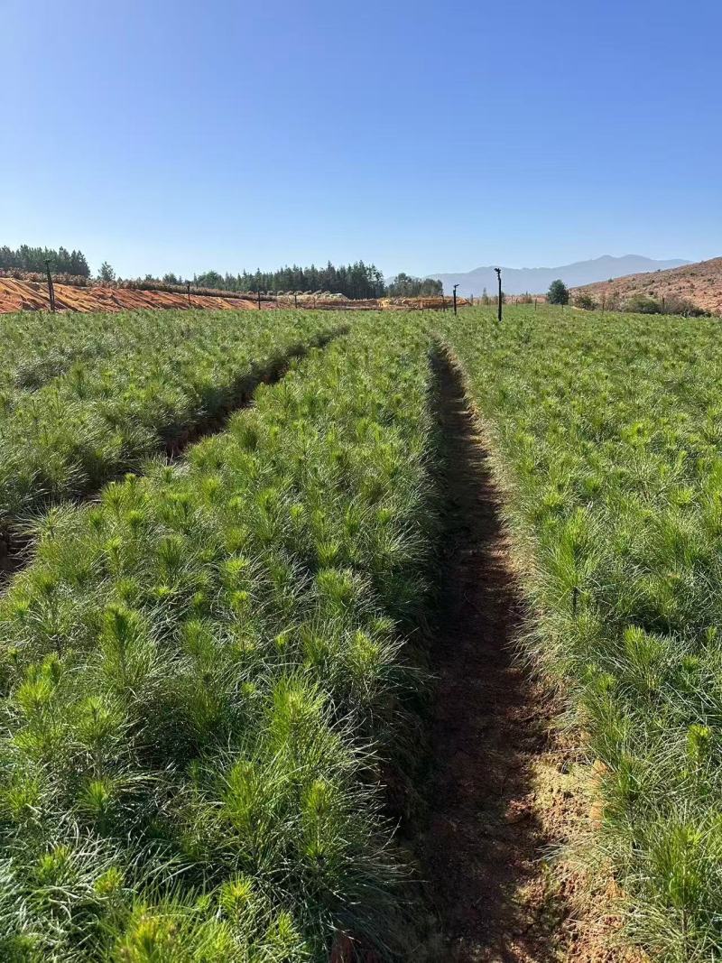湿地松杯苗大杯苗现货供应规格齐全可视频看货对接全国客商