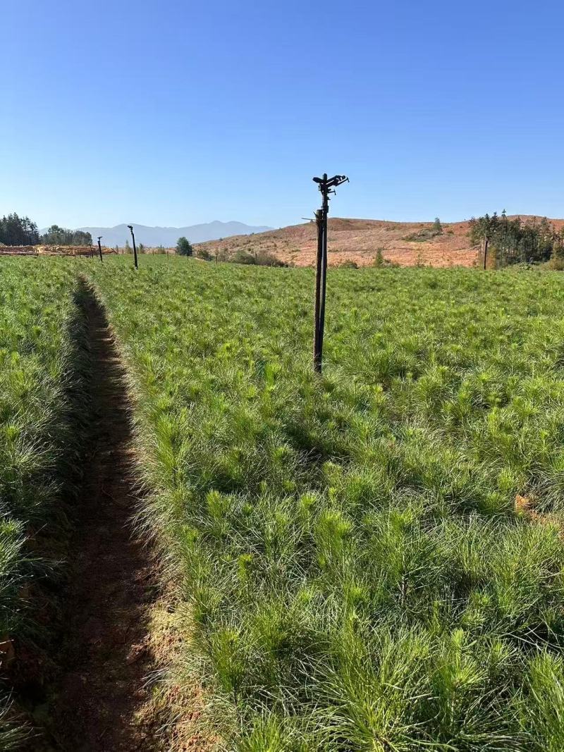 湿地松杯苗大杯苗现货供应规格齐全可视频看货对接全国客商