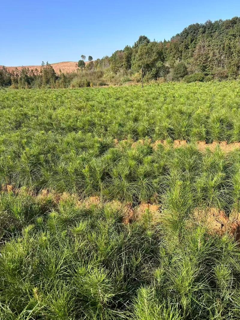 湿地松杯苗大杯苗现货供应规格齐全可视频看货对接全国客商