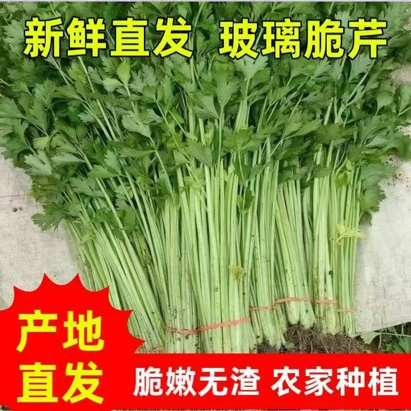 实力货源西芹香芹价格合理供货量大进店咨询全国对接