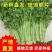 西芹精选供货量大人工精选供货量大价格合理进店联系