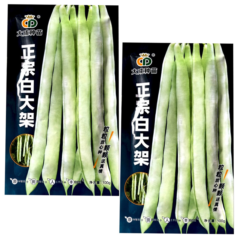正宗白大架扁圆青白色架芸豆种子100g中熟蔓生芸豆种子